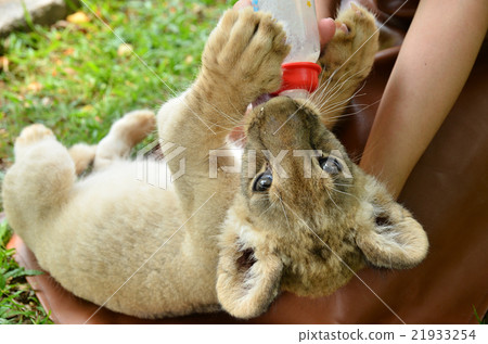 zookeeper feeding baby lion zookeeper feeding baby lion 21933254