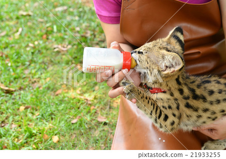 zookeeper feeding baby serval 21933255