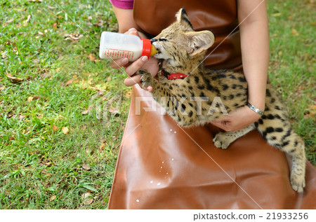 zookeeper feeding baby serval 21933256