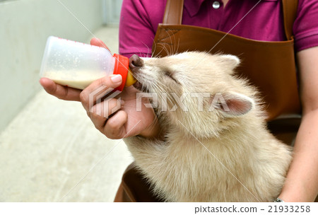 zookeeper feeding baby albino raccoon zookeeper feeding baby albino raccoon 21933258