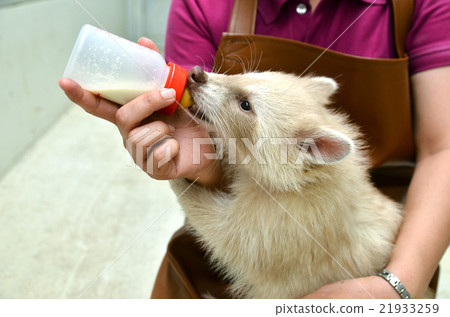 zookeeper feeding baby albino raccoon zookeeper feeding baby albino raccoon 21933259