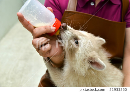 zookeeper feeding baby albino raccoon zookeeper feeding baby albino raccoon 21933260