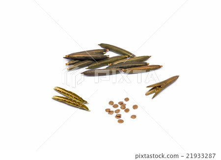 Isolated seed and pod of minnieroot. 21933287