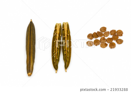 Isolated seed and pod of minnieroot. 21933288