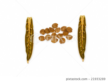 Isolated seed and pod of minnieroot. 21933289