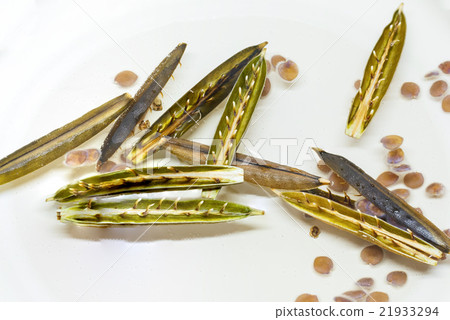 Minnie root pod and seed in water. 21933294
