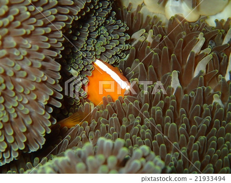 眼睛流甦的anemonefish 眼睛流甦的anemonefish 21933494