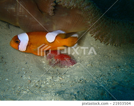Towaca銀蓮花魚,照顧雞蛋 Towaca銀蓮花魚,照顧雞蛋 21933504