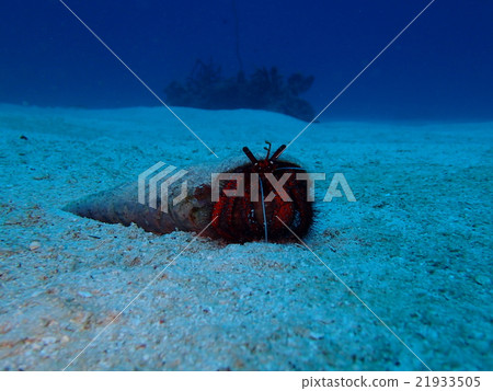 走在海底上的共同的寄居蟹 走在海底上的共同的寄居蟹 21933505