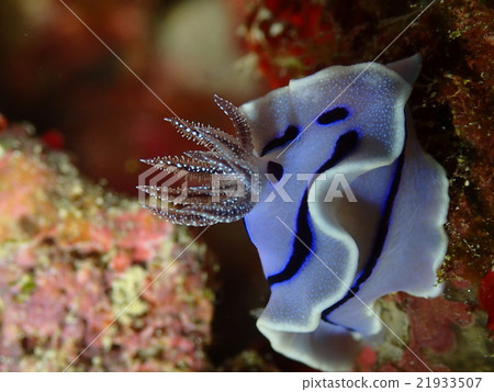 非常漂亮的Misole二次鰓的海葵 21933507