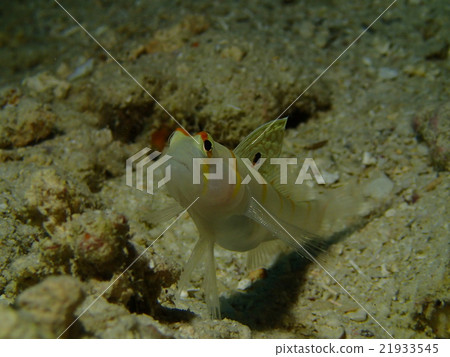 Nichirin Daehase 21933545