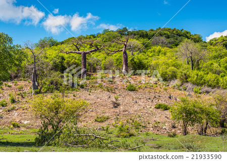 Baobab trees in Madagascar 21933590