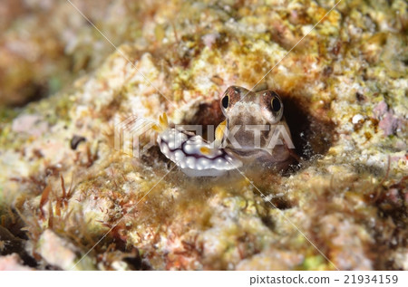 石垣青蛙和豇豆② 21934159