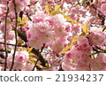 雙櫻花 21934237