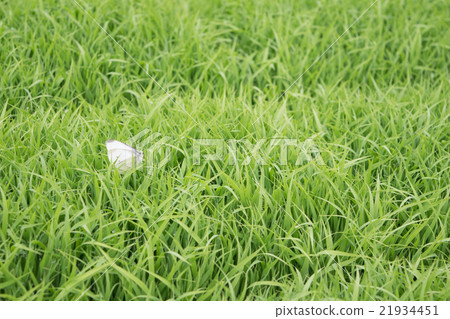 水稻幼苗和草蓆1 21934451