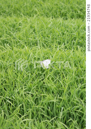 水稻幼苗和多刺的蝴蝶5 21934748