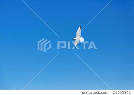 在藍天的尤利西斯 21935542