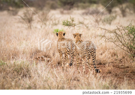 Two Cheetahs walking away in the Kruger. Two Cheetahs walking away in the Kruger. 21935699