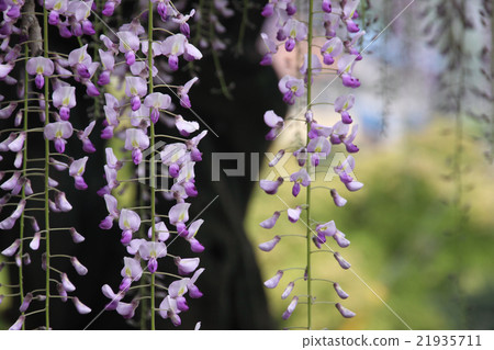  Wisteria flowers 21935711