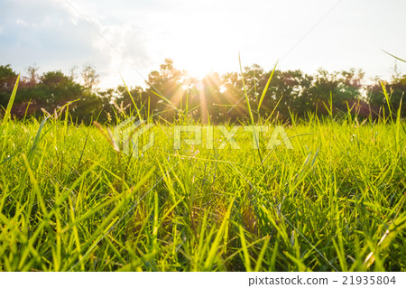 Green grass field in big city park Green grass field in big city park 21935804