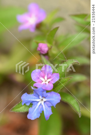 Flower of firefly Kazura Flower of firefly Kazura 21936444