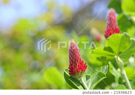 草莓蠟燭 21936623