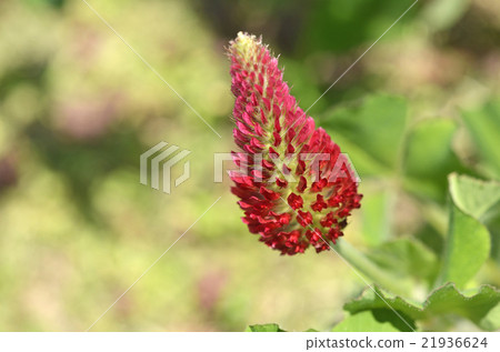 草莓蠟燭 21936624