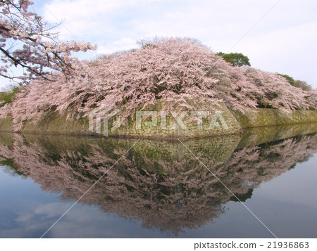 National treasure Hikone castle Cherry trees appearing like a mirror on the surface of the water (from around Iroha pine) 21936863