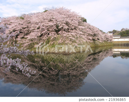 National treasure Hikone castle Cherry trees appearing like a mirror on the surface of the water (from around Iroha pine) 21936865