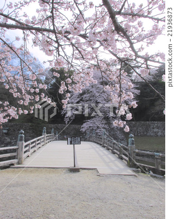 National Treasure Hikone Castle Otemon Bridge and Sakura 21936873