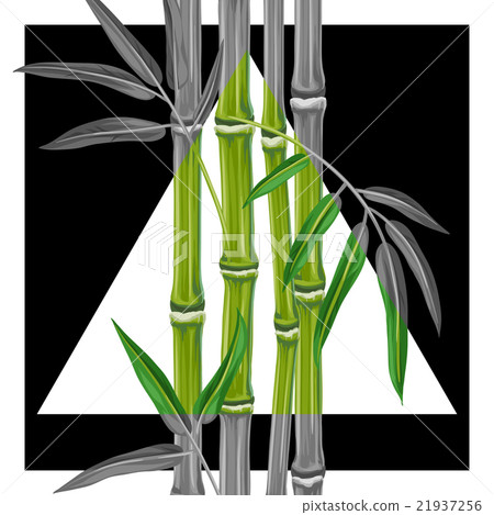 Poster with bamboo plants and leaves. Image for Poster with bamboo plants and leaves. Image for 21937256