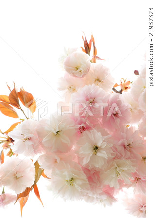 Yaezakura (Female Emperor) 21937323