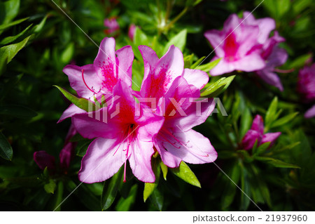 Azalea family Azalea family 21937960