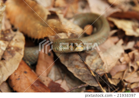 Euprepiophis Conspicillatus 21938397