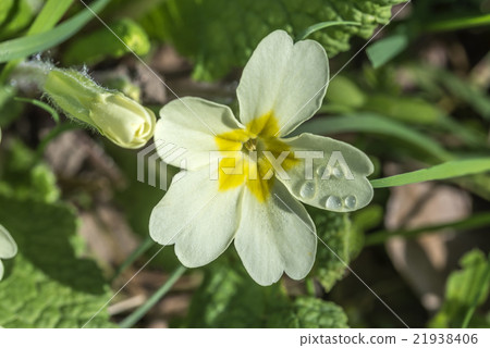 Primrose with Dewdrops Primrose with Dewdrops 21938406