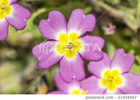 Wild Pink Primrose Wild Pink Primrose 21938407