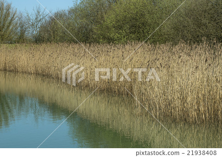 Bulrushes by a Lake Bulrushes by a Lake 21938408