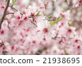 Almond tree flowers 21938695