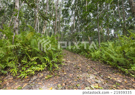 Jozani Forest, Zanzibar, Tanzania Jozani Forest, Zanzibar, Tanzania 21939335