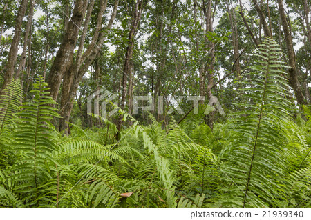 Jozani Forest, Zanzibar, Tanzania 21939340