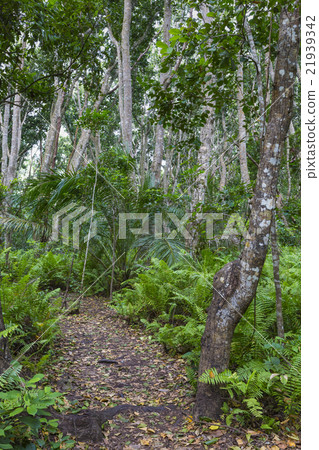 Jozani Forest, Zanzibar, Tanzania 21939342