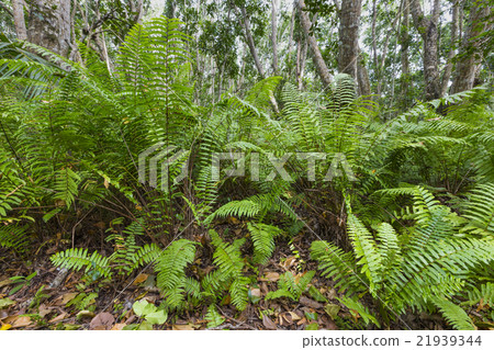 Jozani Forest, Zanzibar, Tanzania 21939344