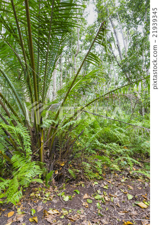 Jozani Forest, Zanzibar, Tanzania 21939345