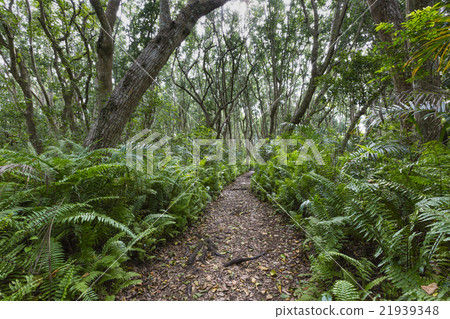 Jozani Forest, Zanzibar, Tanzania 21939348