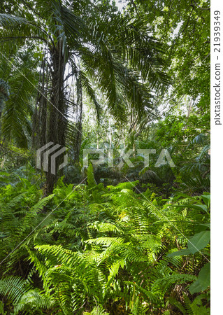Jozani Forest, Zanzibar, Tanzania 21939349