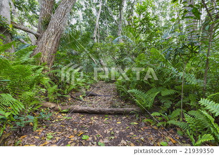 Jozani Forest, Zanzibar, Tanzania 21939350