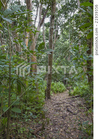 Jozani Forest, Zanzibar, Tanzania 21939356