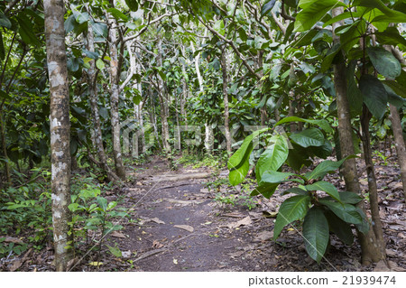 Jozani Forest, Zanzibar, Tanzania 21939474