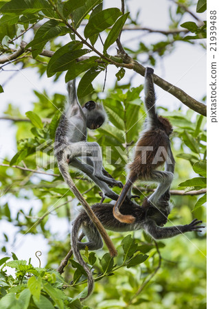 Endangered Zanzibar red colobus monkey Endangered Zanzibar red colobus monkey 21939488