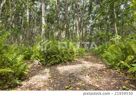 Jozani Forest, Zanzibar, Tanzania 21939530